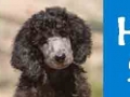 Guide Dogs of the Desert_1